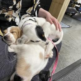 English Setter Puppies from Morgan-Hunter’s Pups