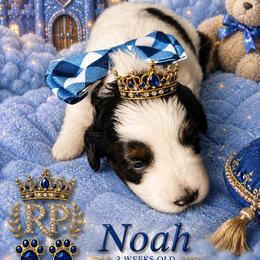 Noah - Parti male Schnoodle puppy in Demorest, Georgia from Royal Puppypoo Playhouse