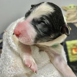 Sith - Border Collie puppy in Powhatan, Virginia from Kiltedcollies