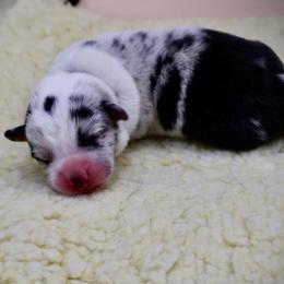 Milo - Blue merle and white male Cardigan Welsh Corgi puppy in Omaha, Arkansas from DnD Corgis