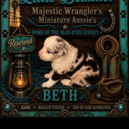 Beth - Blue merle female Australian Shepherd puppy in Riverside, California from Majestic Wrangler’s Aussie’s