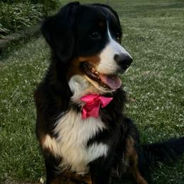 Diva - Bernese Mountain Dog