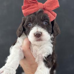 Jersey - Parti female Goldendoodle puppy in Escalon, California from Miley&Co.