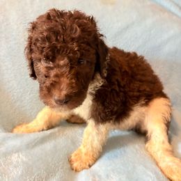Jasper - Parti male Poodle puppy in Meadowbrook, California from Standard Poodle Pups