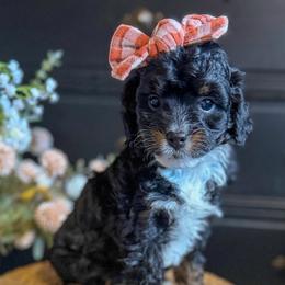 Diamond - female Australian Mountain Doodle puppy in Snohomish, Washington from Refined Doodles