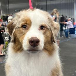 Leona - Red merle female Australian Shepherd puppy in Jacksonville, Florida from Solace Australian Shepherds