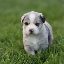 Katie - Blue merle female Australian Shepherd puppy in Cedar City, Utah from 10-BAR-Y RANCH