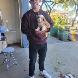 Aussiedoodle, Miniature Australian Shepherd, and Toy Australian Shepherd Puppies from Valley Toy Aussies