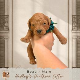 Beau - Red  male Goldendoodle puppy in Norcross, Georgia from Teddy Puppies