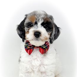 Bernedoodle, Double Doodle, and Goldendoodle Puppies from Winding Creek Ranch