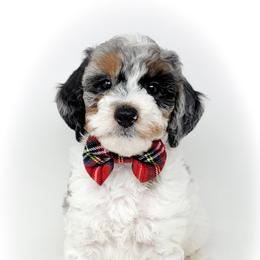 Bernedoodle, Double Doodle, and Goldendoodle Puppies from Winding Creek Ranch