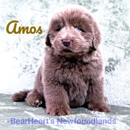 Amos - Beige male Newfoundland puppy in Cortez, Colorado from Bear Heart Newfoundlands, LLC