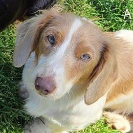 ASHER - Dachshund
