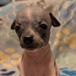 Turkey - White and black female American Hairless Terrier puppy in Phoenix, Arizona from Bare Valley