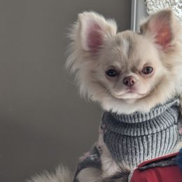 Willow $3800 - Cream and white Chihuahua puppy in Maryland from A & O Cherished Chihuahuas
