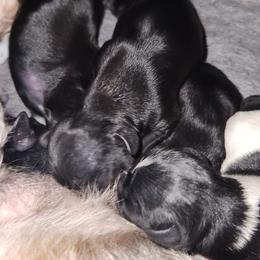 Shihtzu Boy 3 - Black and white male Shih Tzu puppy in Hillsborough, North Carolina from A Handful of Love Breeders.LLC