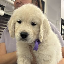 Miss Purple - Light golden female Golden Retriever puppy in Myakka City, Florida from MC Goldens