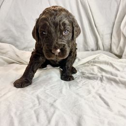 Labradoodle Puppies from Molly’s Doodles