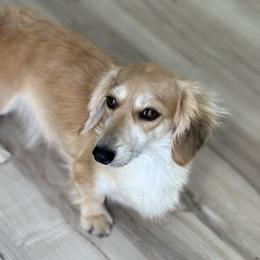 Maple - Dachshund