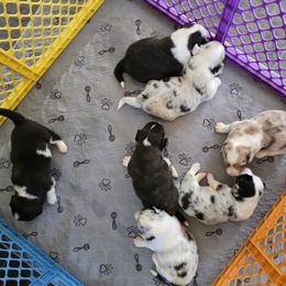 Cardigan Welsh Corgi Puppies from Savage Family Farm