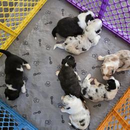 Cardigan Welsh Corgi Puppies from Savage Family Farm
