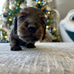 Lambo - Brindle male Dachshund puppy in Temecula, California from Naomi Magee's Dachshund Kennel
