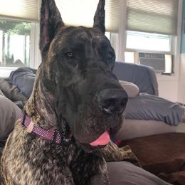 Great Dane All Grown Up from The Nobledane