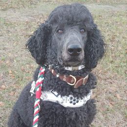 Poodles from Storm K9 Kennels