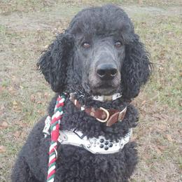 Poodles from Storm K9 Kennels