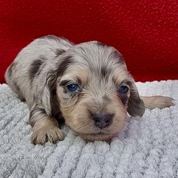 Juliet - Dapple female Dachshund puppy in Vero Beach, Florida from Joseph’s Dachshunds