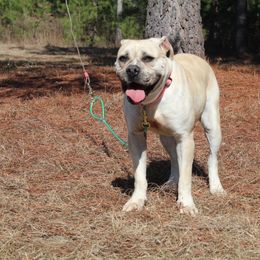 Alapaha Blue Blood Bulldog All Grown Up from Chop Top Alapahas