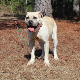 Alapaha Blue Blood Bulldog All Grown Up from Chop Top Alapahas