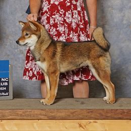 Special K ( Keech jr) - Shiba Inu