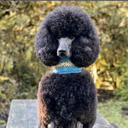 Poodles from Raventree Poodles