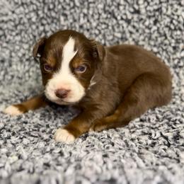 Frito - Red tri male Miniature Australian Shepherd puppy in Michie, Tennessee from Acton Aussies