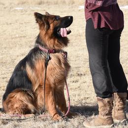 Belgian Malinois, Dutch Shepherds, and xDutch Shepherds from MarathonK9 Kennel