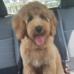 Goldendoodles from Pumpkin Patch Doodles