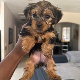 Black - Black and tan female Yorkshire Terrier puppy in North Las Vegas, Nevada from KD's Yorkshire Terriers