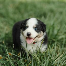 Boy 5 - male Australian Shepherd puppy in Albany, Indiana from Hughes Heritage Aussies
