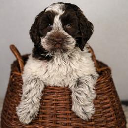 Peter Pan - Chocolate male Australian Labradoodle puppy in Decatur, Alabama from Southern Meadows Doodles