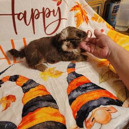 Dopey - Liver and white male Shih Tzu puppy in Parma, Ohio from D's DeVine Shih-Tzu