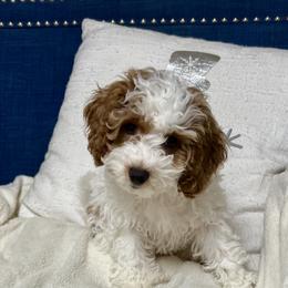 Cockapoo Puppies from Cockapoo