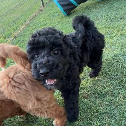 Rizzo - Black female Goldendoodle puppy in Decatur, Texas from Scherrer Sweet Goldendoodles