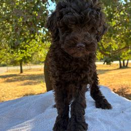 Willa F1B - Red female Aussiedoodle puppy in Oklahoma City, Oklahoma from Foneb Farm - The F1B Farm