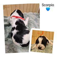 Scorpio - Black and white male Springerdoodle puppy in Freeland, Michigan from McNally's Springer Spaniels