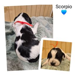 Scorpio - Black and white male Springerdoodle puppy in Freeland, Michigan from McNally's Springer Spaniels