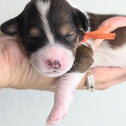 Cedar - Phantom male Goldendoodle puppy in Leander, Texas from Doodle Doula