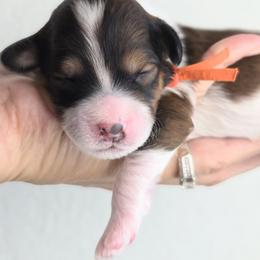Cedar - Phantom male Goldendoodle puppy in Leander, Texas from Doodle Doula