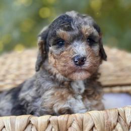 Bernedoodle, Goldendoodle, and Poodle Puppies from Starlight Goldendoodles