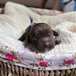 Sadie - Brown female Cocker Spaniel puppy in Corcoran, California from Sweetheart Cockers